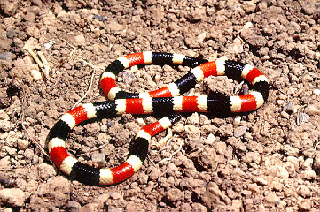 sonoran coral snake.jpg [68 Kb]